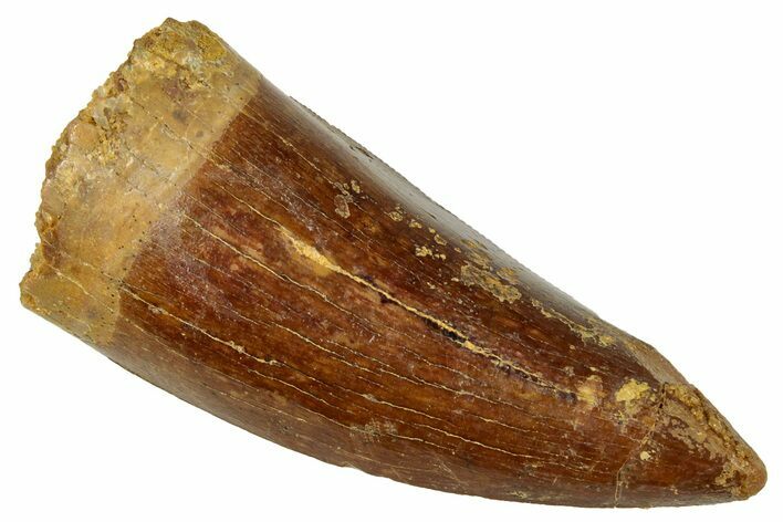 Serrated, Carcharodontosaurus Tooth - Real Dinosaur Tooth #329893